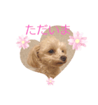 毎日ワンコ ⑤（個別スタンプ：13）