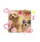毎日ワンコ ⑤（個別スタンプ：15）