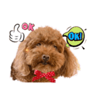 リードちゃんトイプードル（個別スタンプ：1）