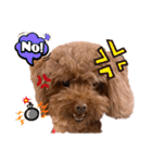 リードちゃんトイプードル（個別スタンプ：2）