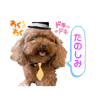 リードちゃんトイプードル（個別スタンプ：3）
