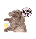 リードちゃんトイプードル（個別スタンプ：4）