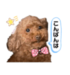 リードちゃんトイプードル（個別スタンプ：6）