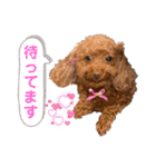 リードちゃんトイプードル（個別スタンプ：9）