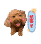リードちゃんトイプードル（個別スタンプ：10）