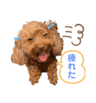 リードちゃんトイプードル（個別スタンプ：13）