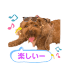 リードちゃんトイプードル（個別スタンプ：15）