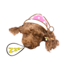 リードちゃんトイプードル（個別スタンプ：18）