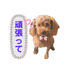 リードちゃんトイプードル（個別スタンプ：19）