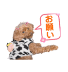 リードちゃんトイプードル（個別スタンプ：22）