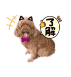 リードちゃんトイプードル（個別スタンプ：24）