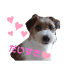 ジャックラッセル！元気なてっちゃん❤️（個別スタンプ：1）