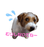 ジャックラッセル！元気なてっちゃん❤️（個別スタンプ：3）