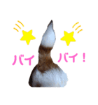 ジャックラッセル！元気なてっちゃん❤️（個別スタンプ：8）