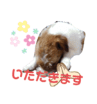 ジャックラッセル！元気なてっちゃん❤️（個別スタンプ：11）