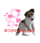ジャックラッセル！元気なてっちゃん❤️（個別スタンプ：18）