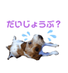 ジャックラッセル！元気なてっちゃん❤️（個別スタンプ：19）