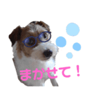 ジャックラッセル！元気なてっちゃん❤️（個別スタンプ：23）