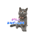 とろろちゃんの日常1（個別スタンプ：1）