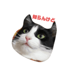 ドビーちゃんとかいう猫（個別スタンプ：2）