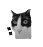 ドビーちゃんとかいう猫（個別スタンプ：5）