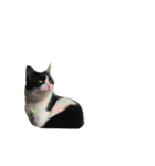 ドビーちゃんとかいう猫（個別スタンプ：10）