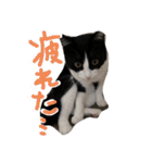 ドビーちゃんとかいう猫（個別スタンプ：13）