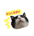 ドビーちゃんとかいう猫（個別スタンプ：15）