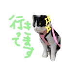 ドビーちゃんとかいう猫（個別スタンプ：16）