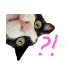 ドビーちゃんとかいう猫（個別スタンプ：18）