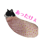 ドビーちゃんとかいう猫（個別スタンプ：22）