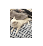 キノコと猫（個別スタンプ：7）