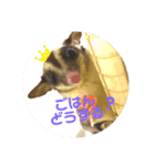 フクロモモンガのくろまめ☆☆3（個別スタンプ：1）