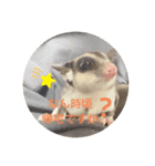 フクロモモンガのくろまめ☆☆3（個別スタンプ：3）
