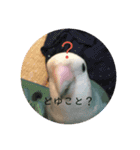 愛鳥ぴーすけ！！！②(追加版)（個別スタンプ：1）