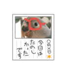 愛鳥ぴーすけ！！！②(追加版)（個別スタンプ：4）