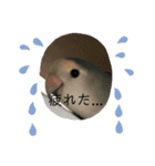 愛鳥ぴーすけ！！！②(追加版)（個別スタンプ：5）