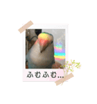 愛鳥ぴーすけ！！！②(追加版)（個別スタンプ：8）