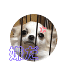 私の犬( ˘ω˘ )（個別スタンプ：7）