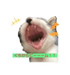 ハチワレにゃんこのつぶやき（個別スタンプ：1）