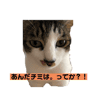 ハチワレにゃんこのつぶやき（個別スタンプ：3）
