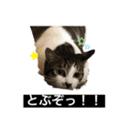 ハチワレにゃんこのつぶやき（個別スタンプ：5）