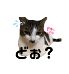 ハチワレにゃんこのつぶやき（個別スタンプ：6）