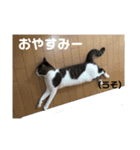 ハチワレにゃんこのつぶやき（個別スタンプ：7）