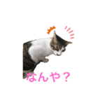 ハチワレにゃんこのつぶやき（個別スタンプ：8）
