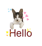 ハチワレにゃんこのつぶやき（個別スタンプ：10）