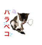 ハチワレにゃんこのつぶやき（個別スタンプ：14）