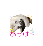 ハチワレにゃんこのつぶやき（個別スタンプ：16）