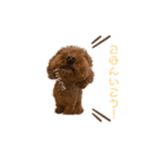トイプードルミントくん（個別スタンプ：4）