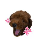 トイプードルミントくん（個別スタンプ：5）